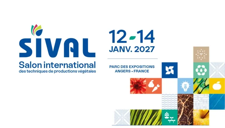 vignette sival